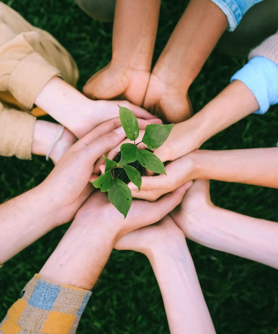 Hands coming together to nurture a young green plant